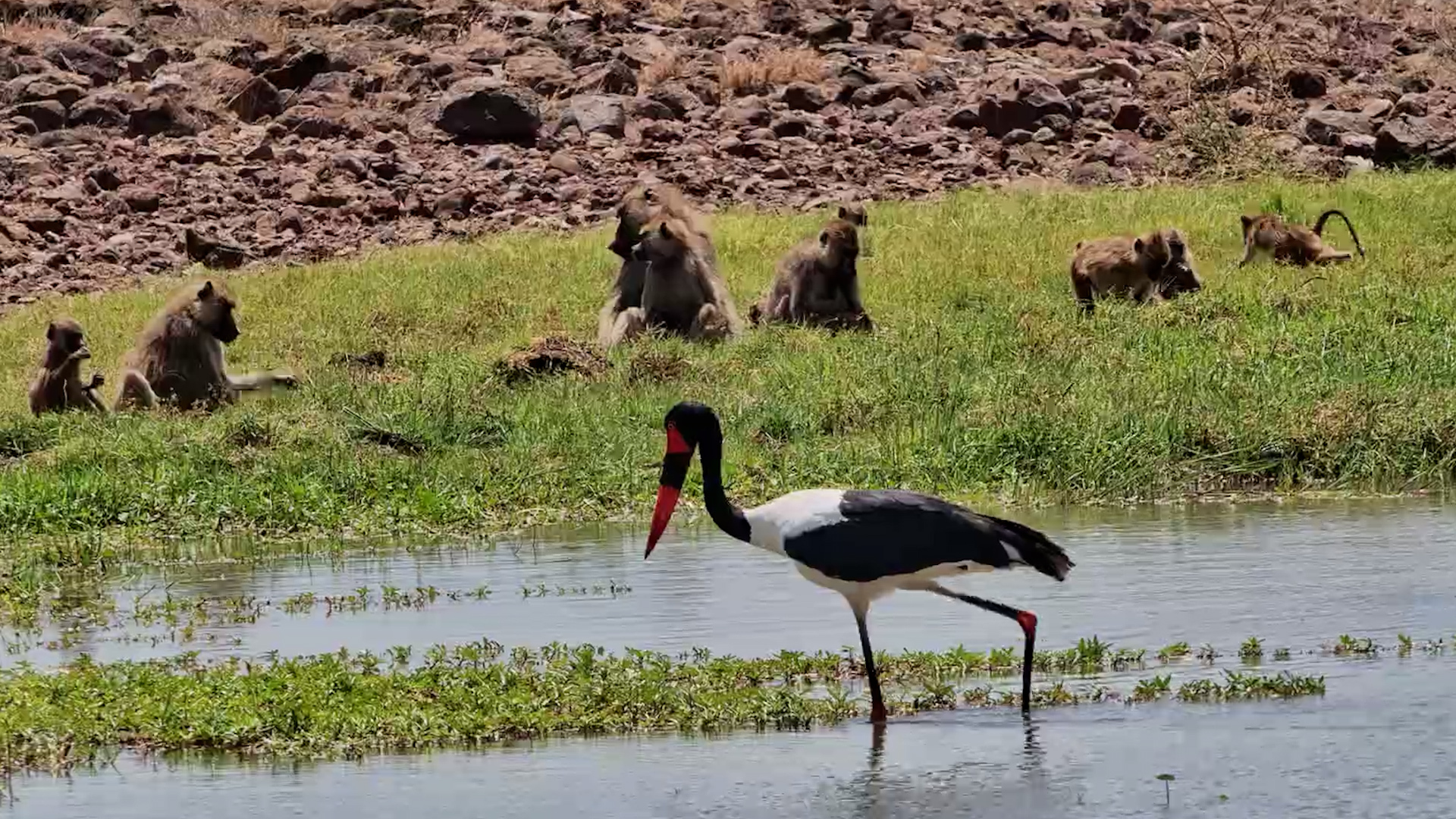 Saddle-billed Stork in Action