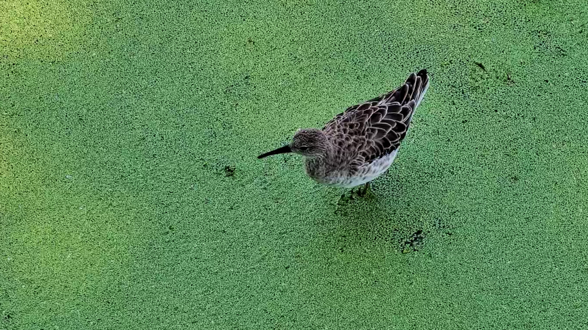 Sandpiper Searching for Bites