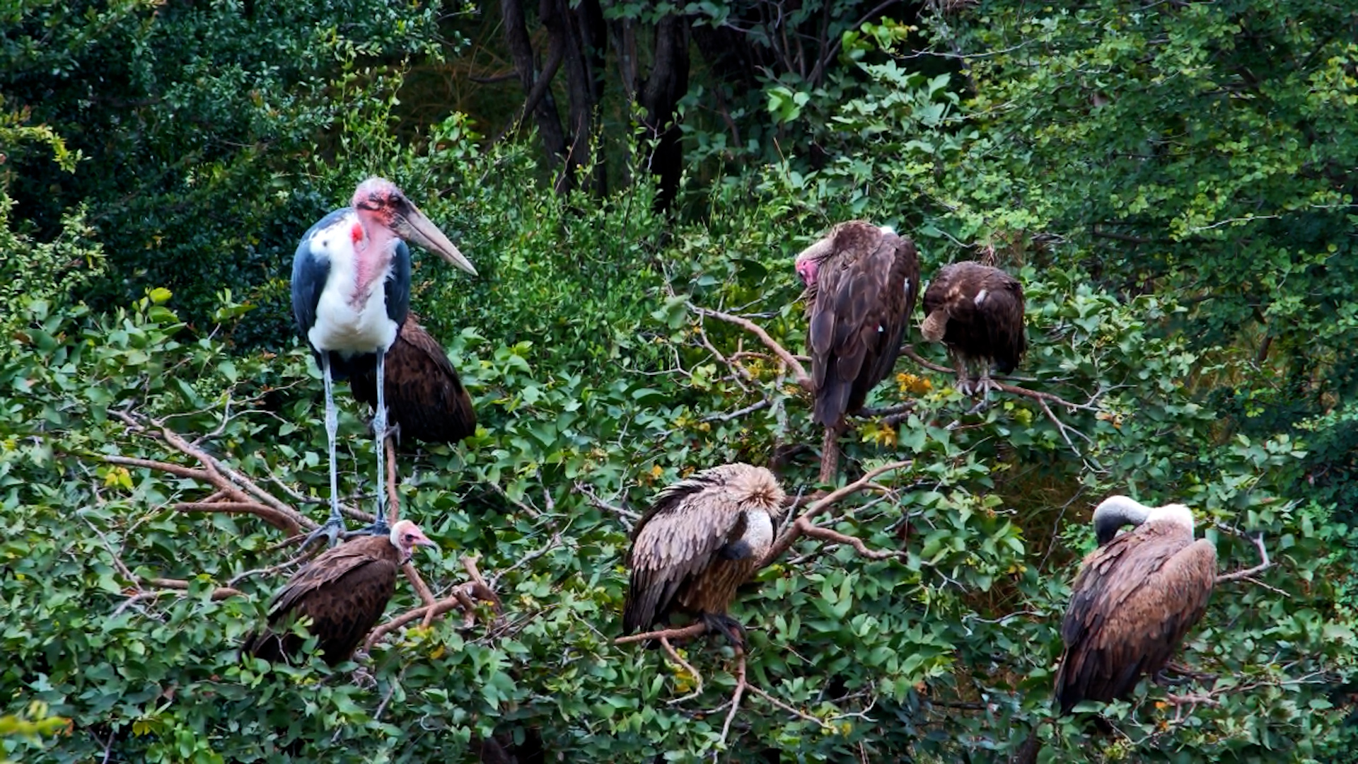 Scavenging Birds Take a Break in the Tree