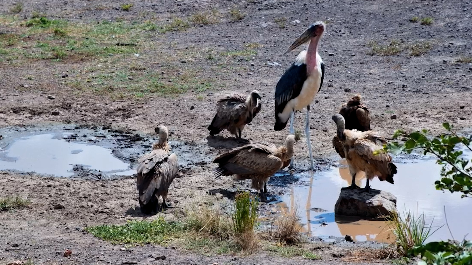 The Clean-Up Crew Takes a Drink