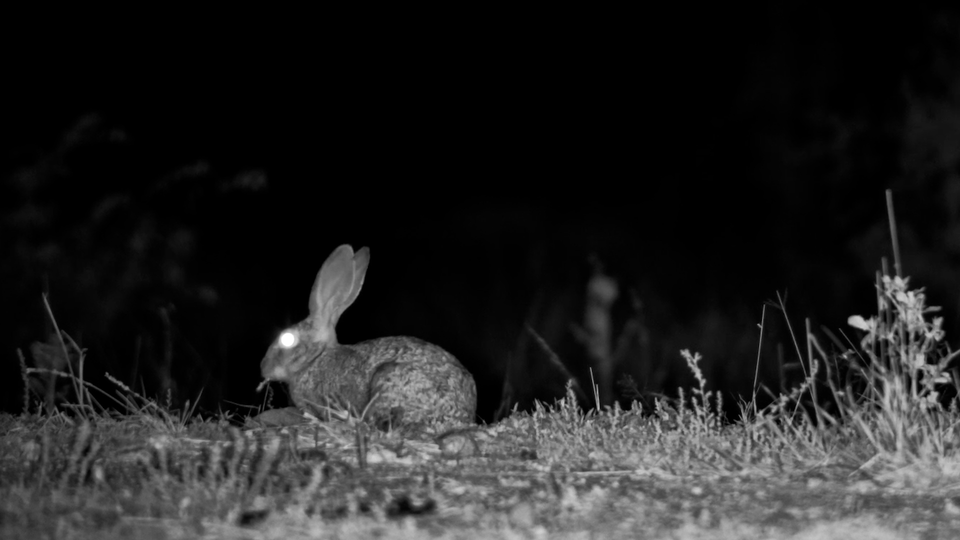 A Midnight Snack for This Little Hare