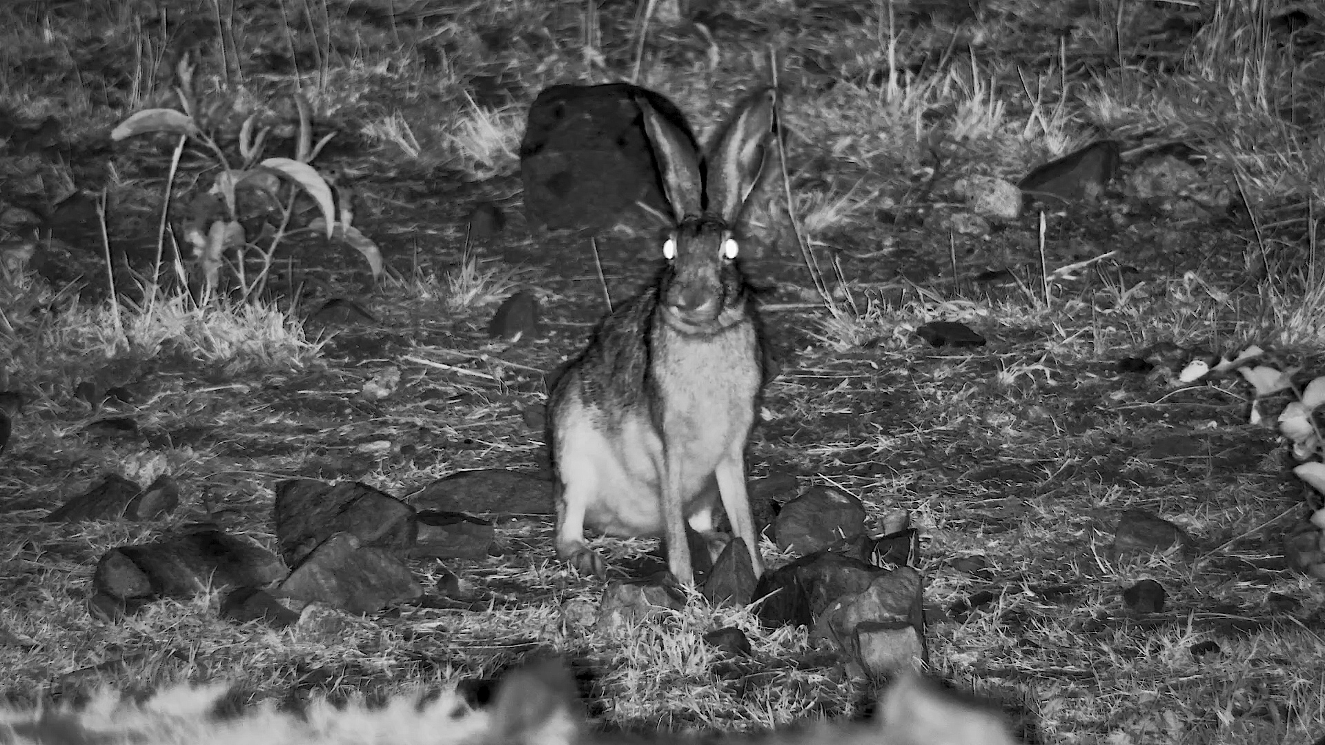 Scrub Hare Flees as Hyenas Arrive