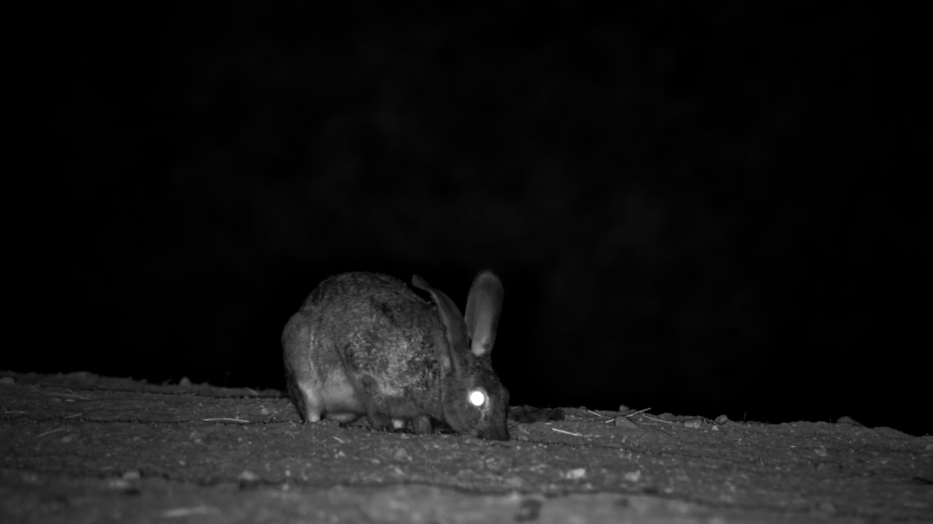Alert Cape Hare Explores at Founders Lodge