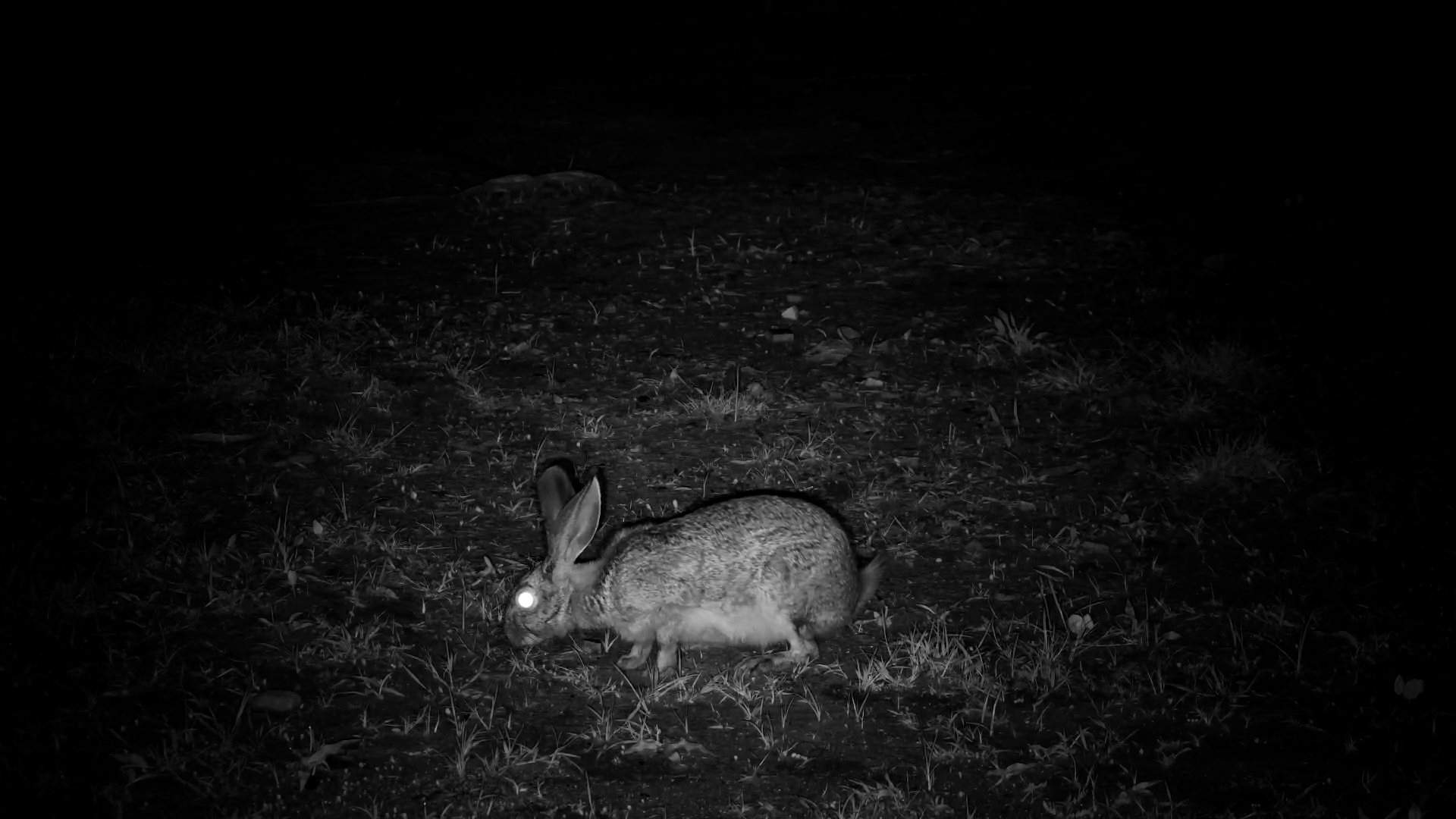 Savannah Hare Forages in the Dark at The Hide