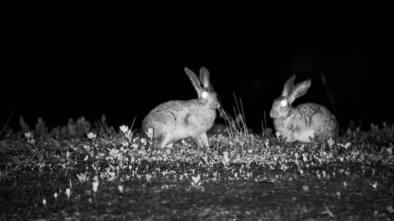 Scrub Hares at Night