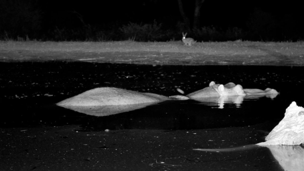 A Hippo Slips Into the Water