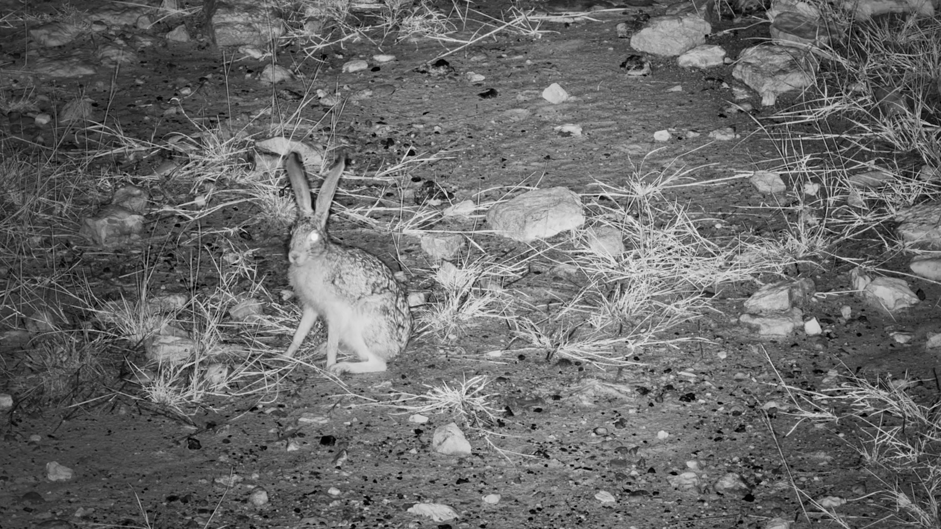 Hare Feeding in the Harsh Kalahari