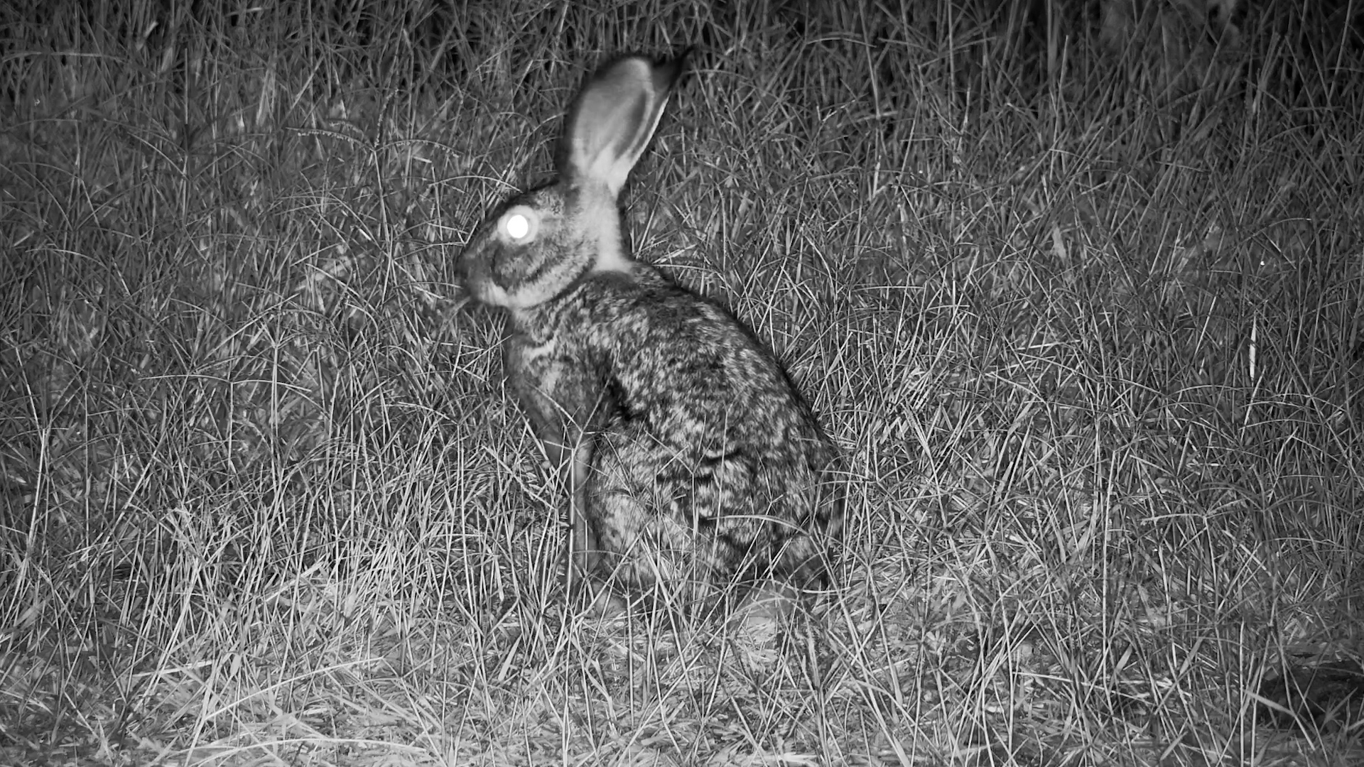 Hare Quietly Eating Grass