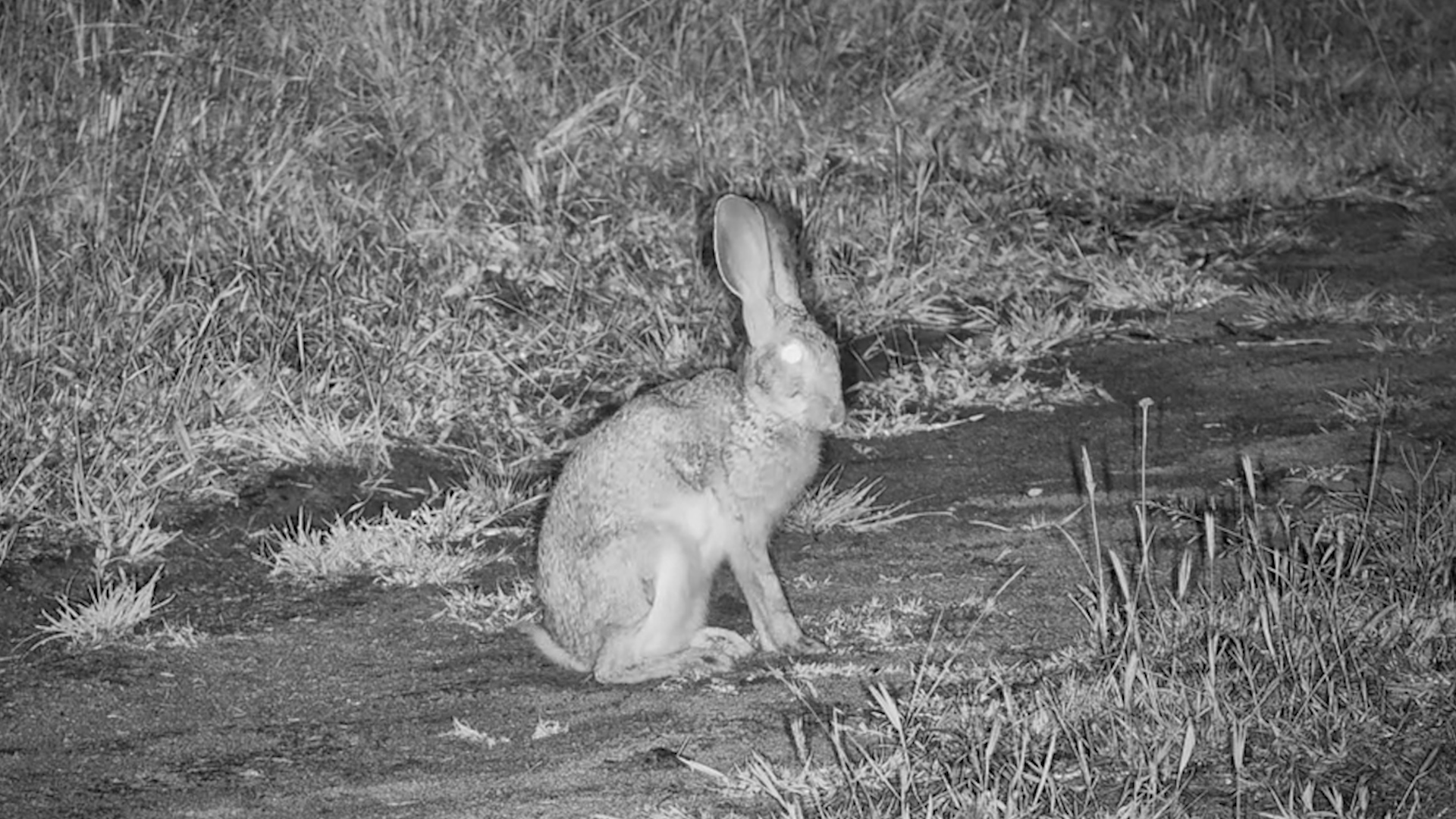 Hare Takes a Moment to Groom