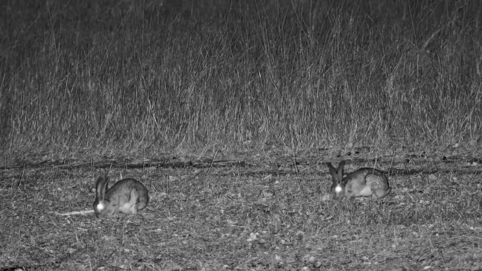 Two Scrub Hares Forage in the Dark