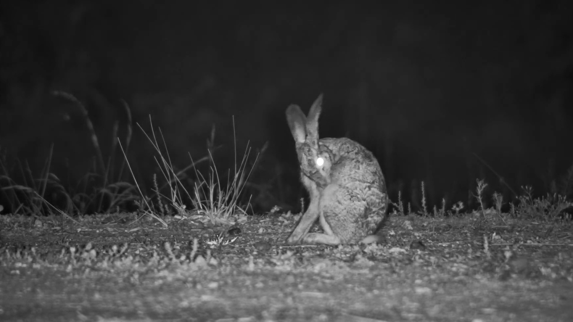Scrub Hare Enjoys a Late-Night Groom