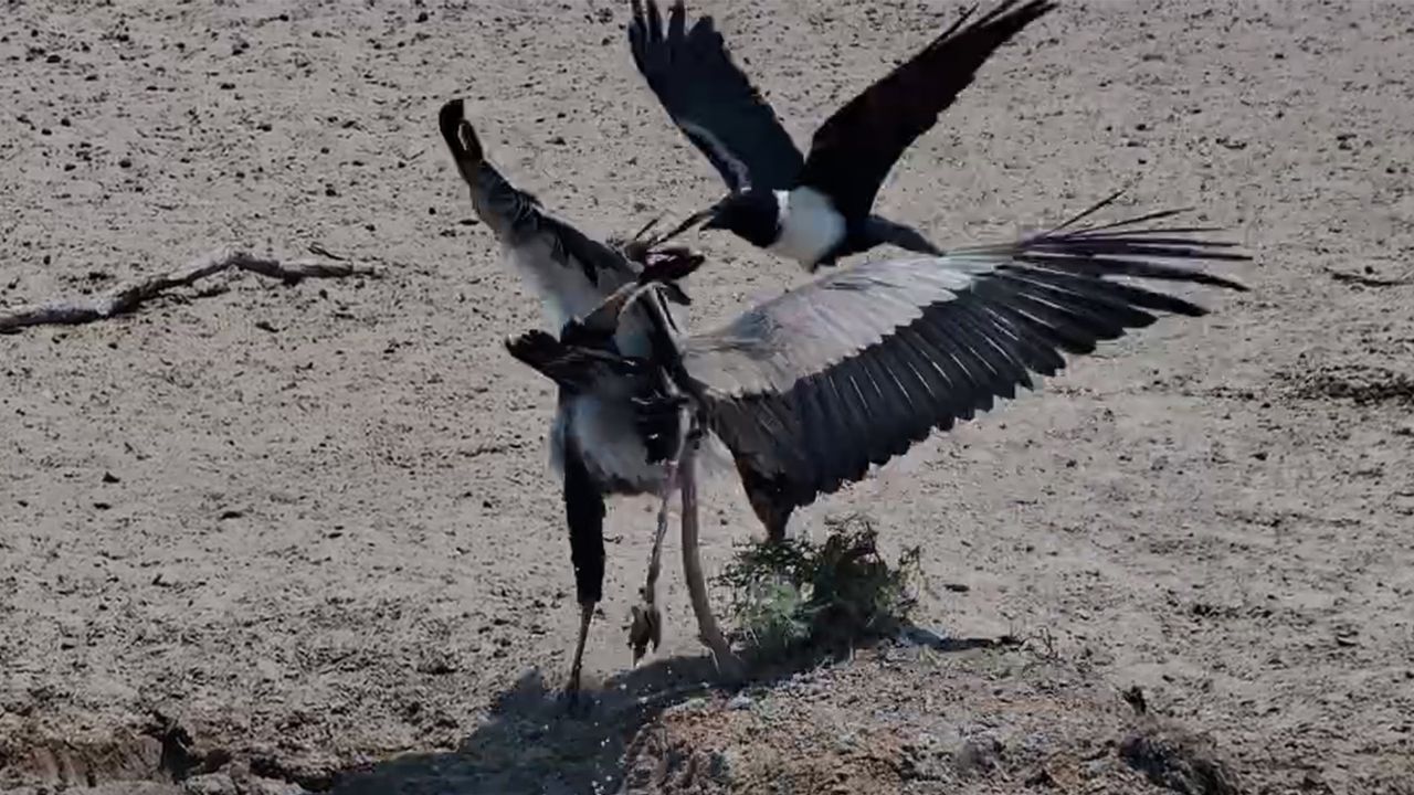Secretary Bird vs. Blacksmith Lapwings