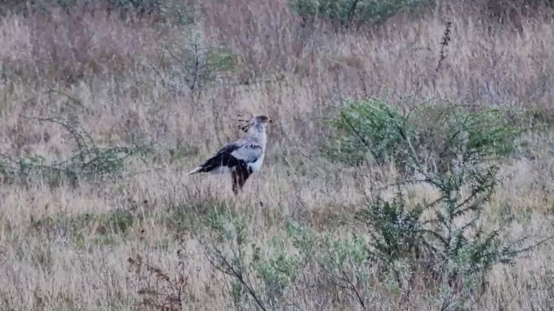Did This Secretary Bird Catch a Snake?