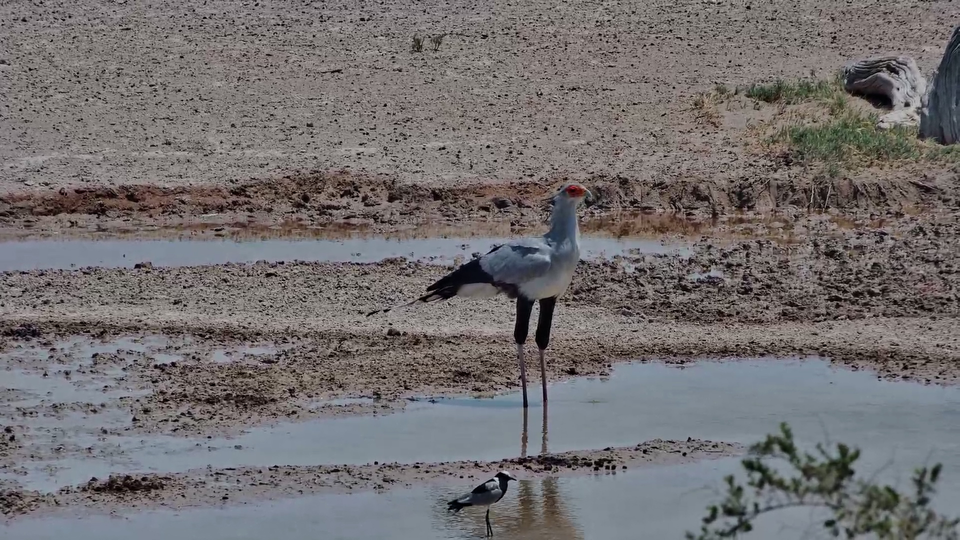 Elegant Secretary Bird At the Waterhole