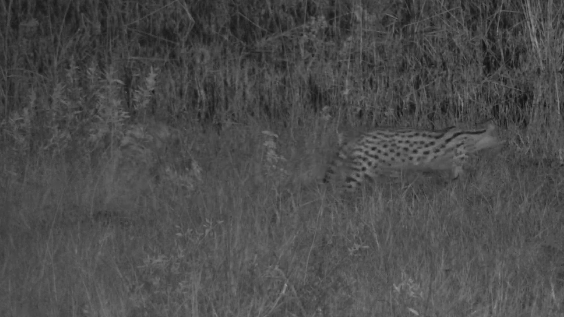 Serval SNATCHES a Fish in Total Darkness