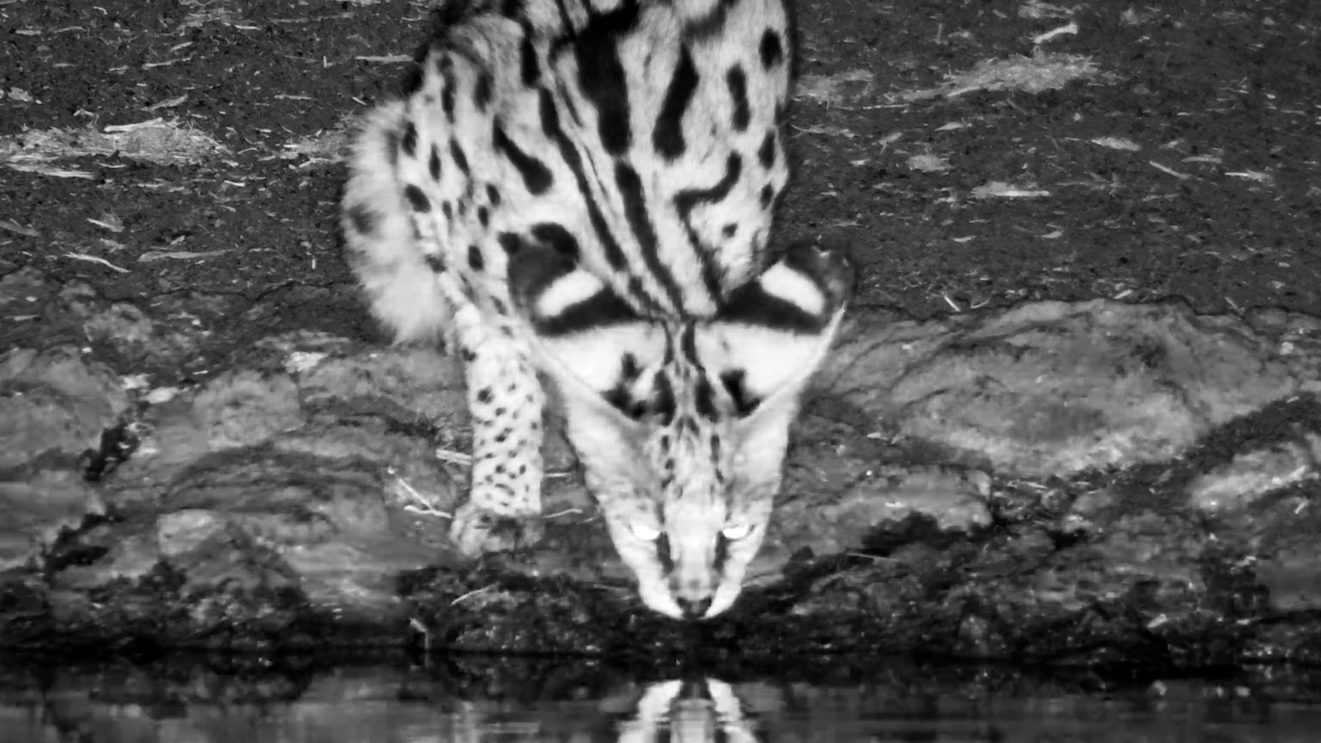 Serval at the Water