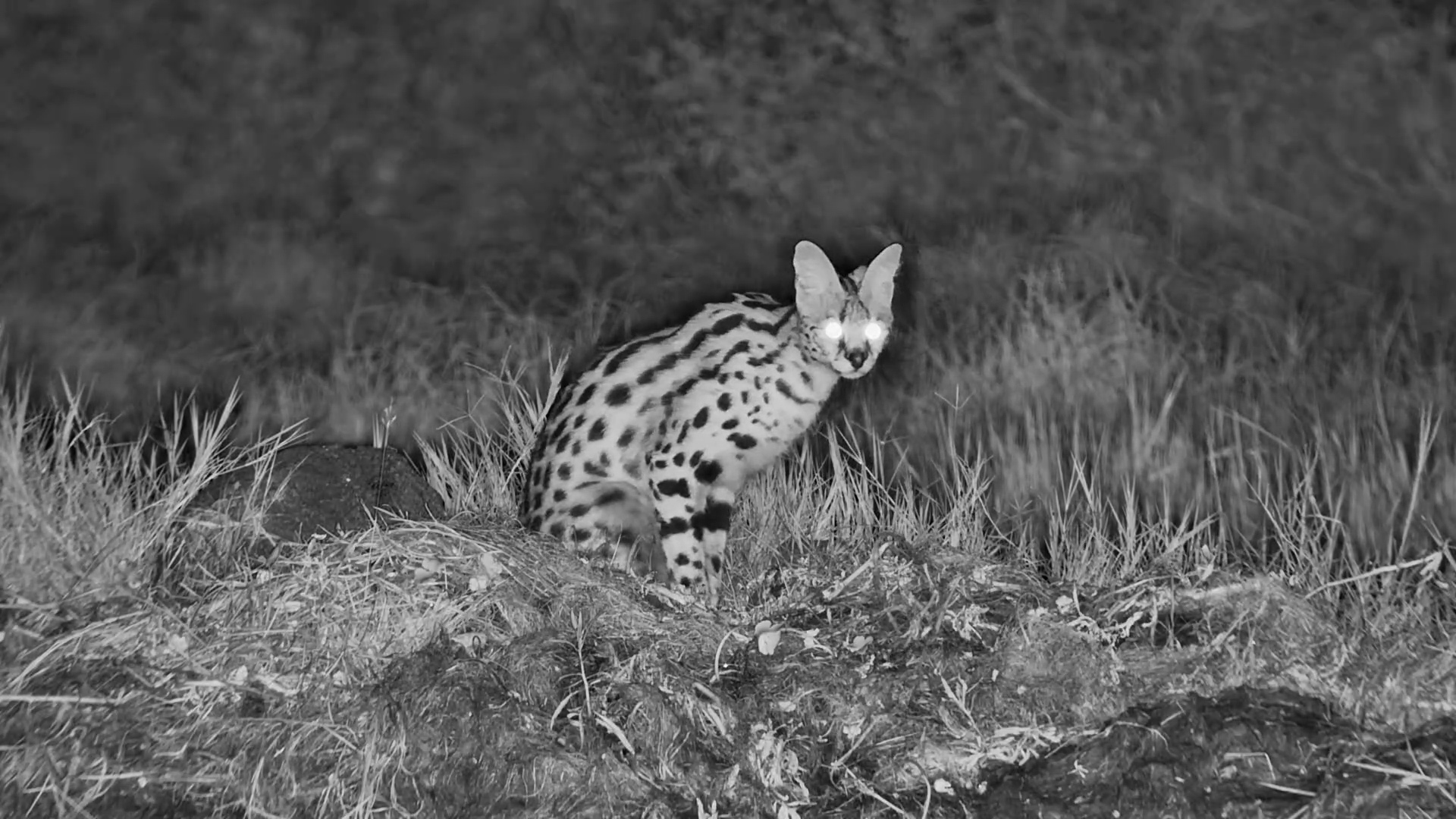 Serval Stalking in the Shadows