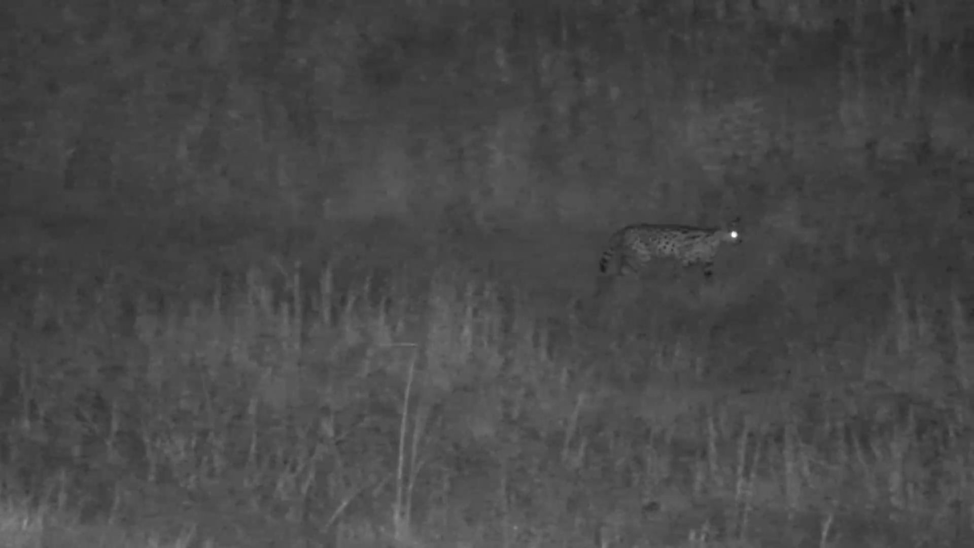 Serval on the Hunt Under Cover of Darkness