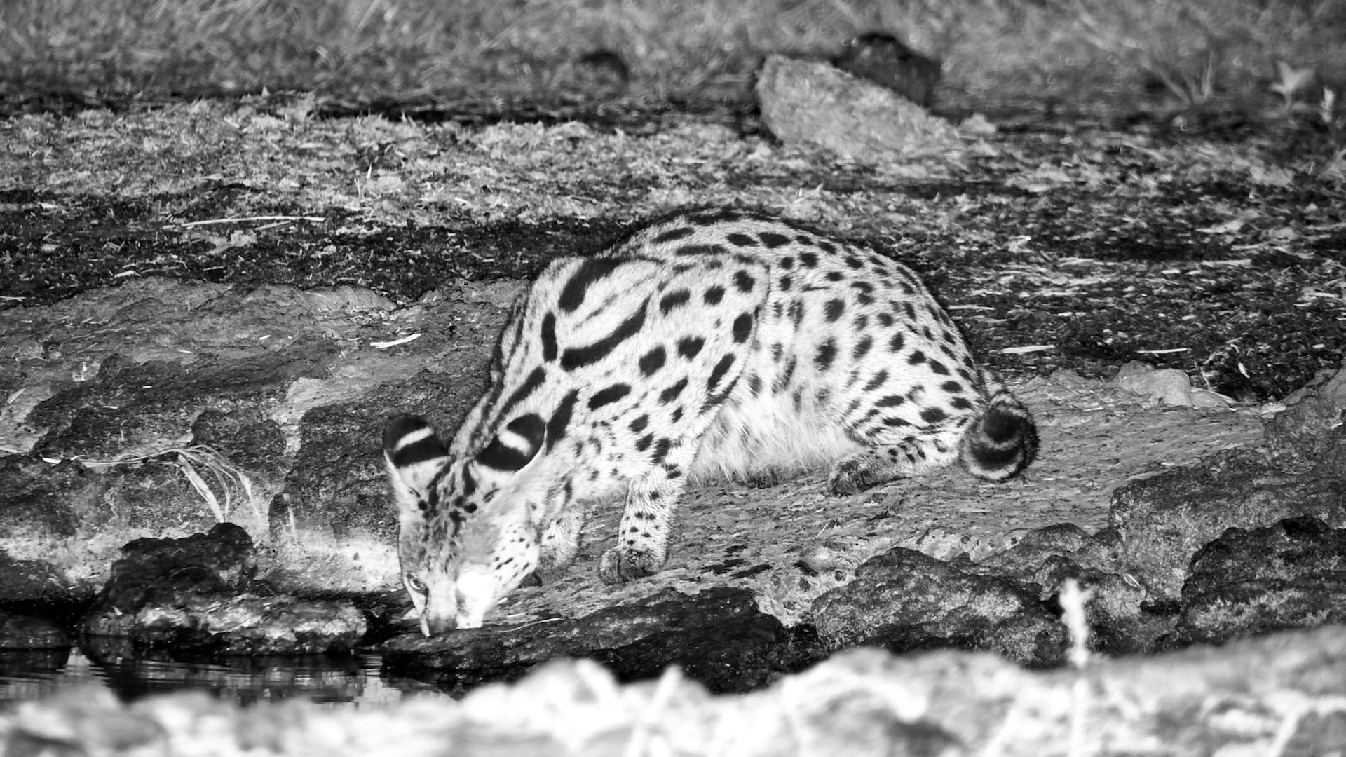 One Eye, One Mission… Serval Drinks in the Dark