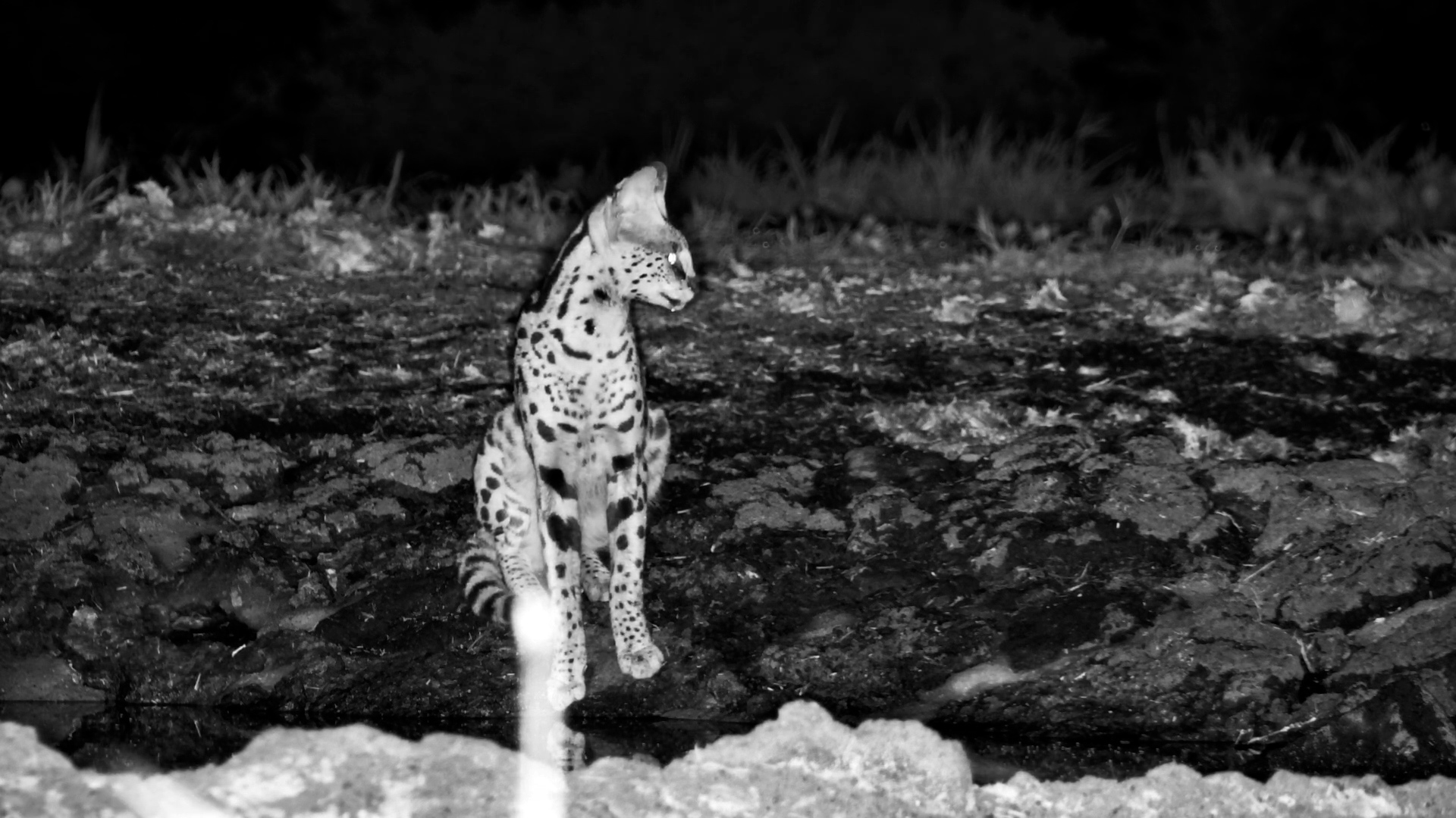 Serval Visits ol Donyo Waterhole
