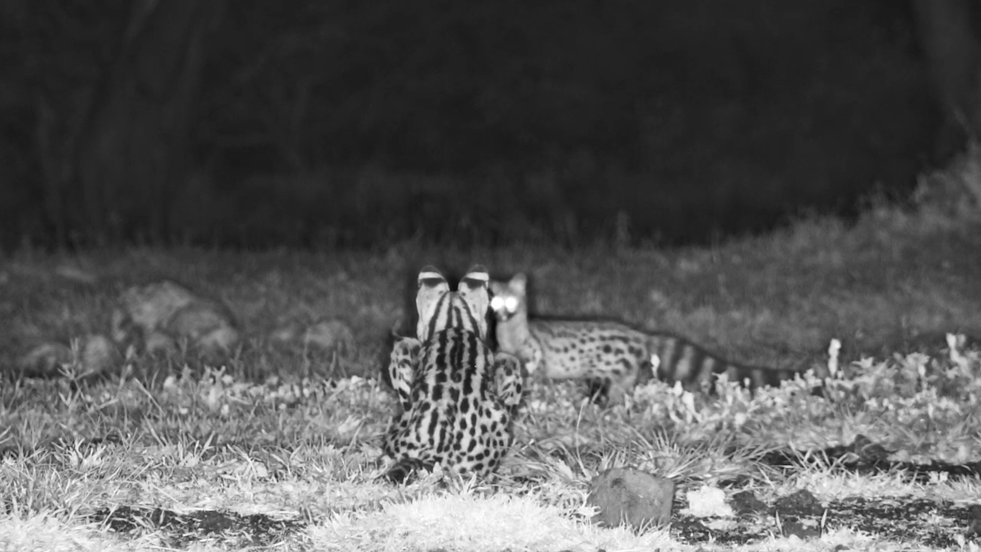 Night Hunter: Serval vs. Genet