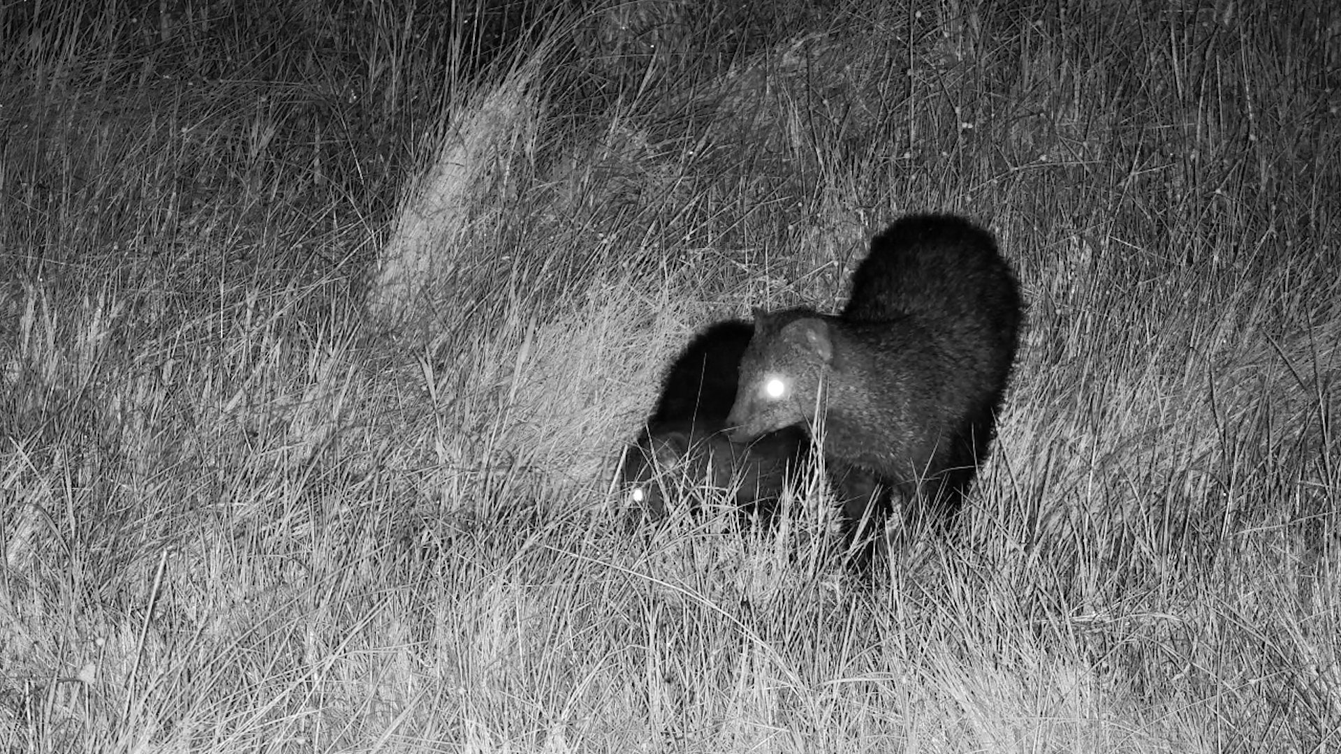 Shadow and Her Cub Out for the Night