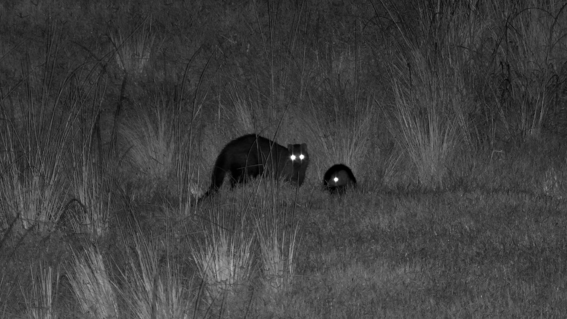 Playtime & Snacks! Shadow and Pup Forage Together