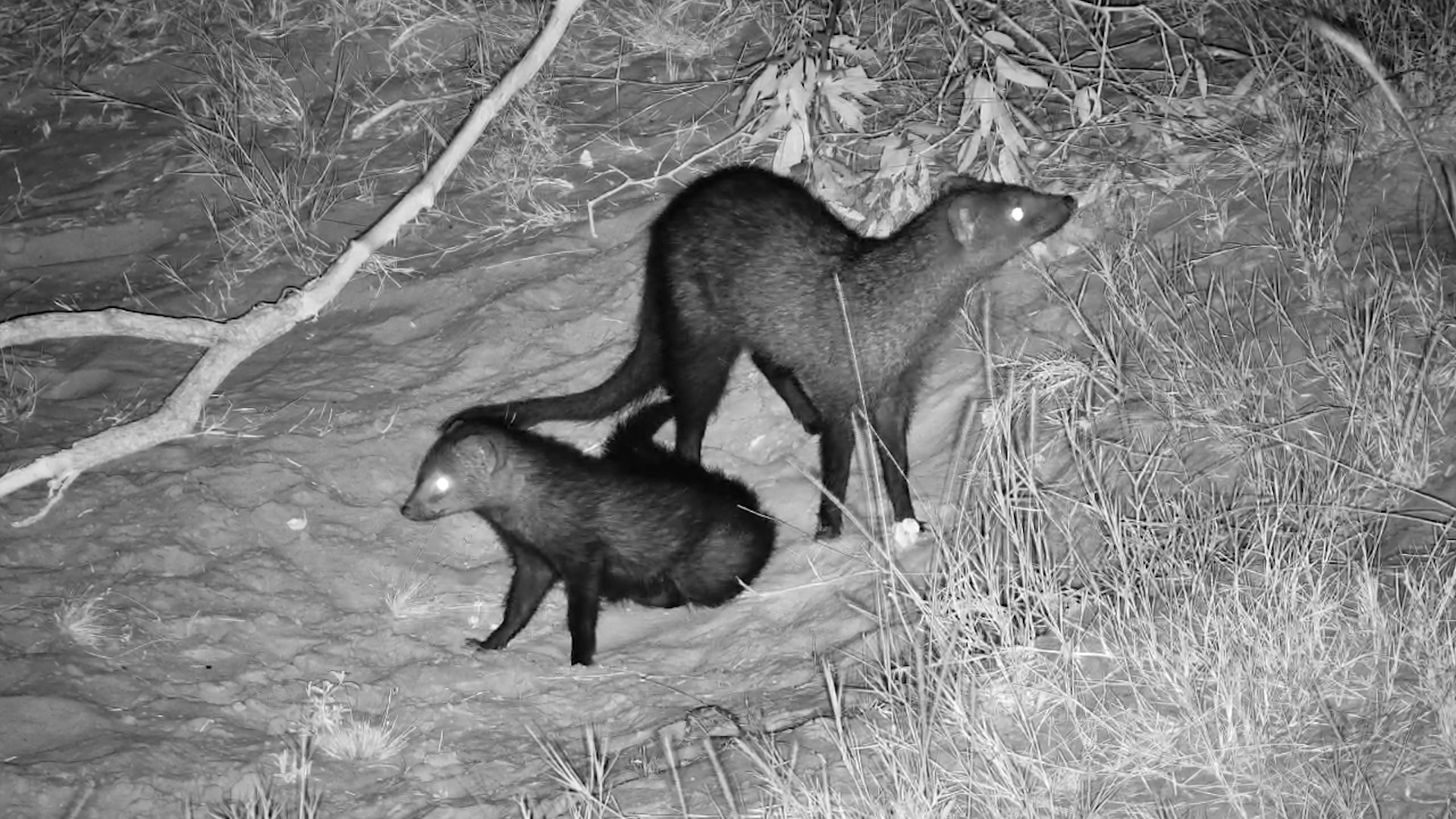 Nocturnal Bonding: Pure Love in the Bush