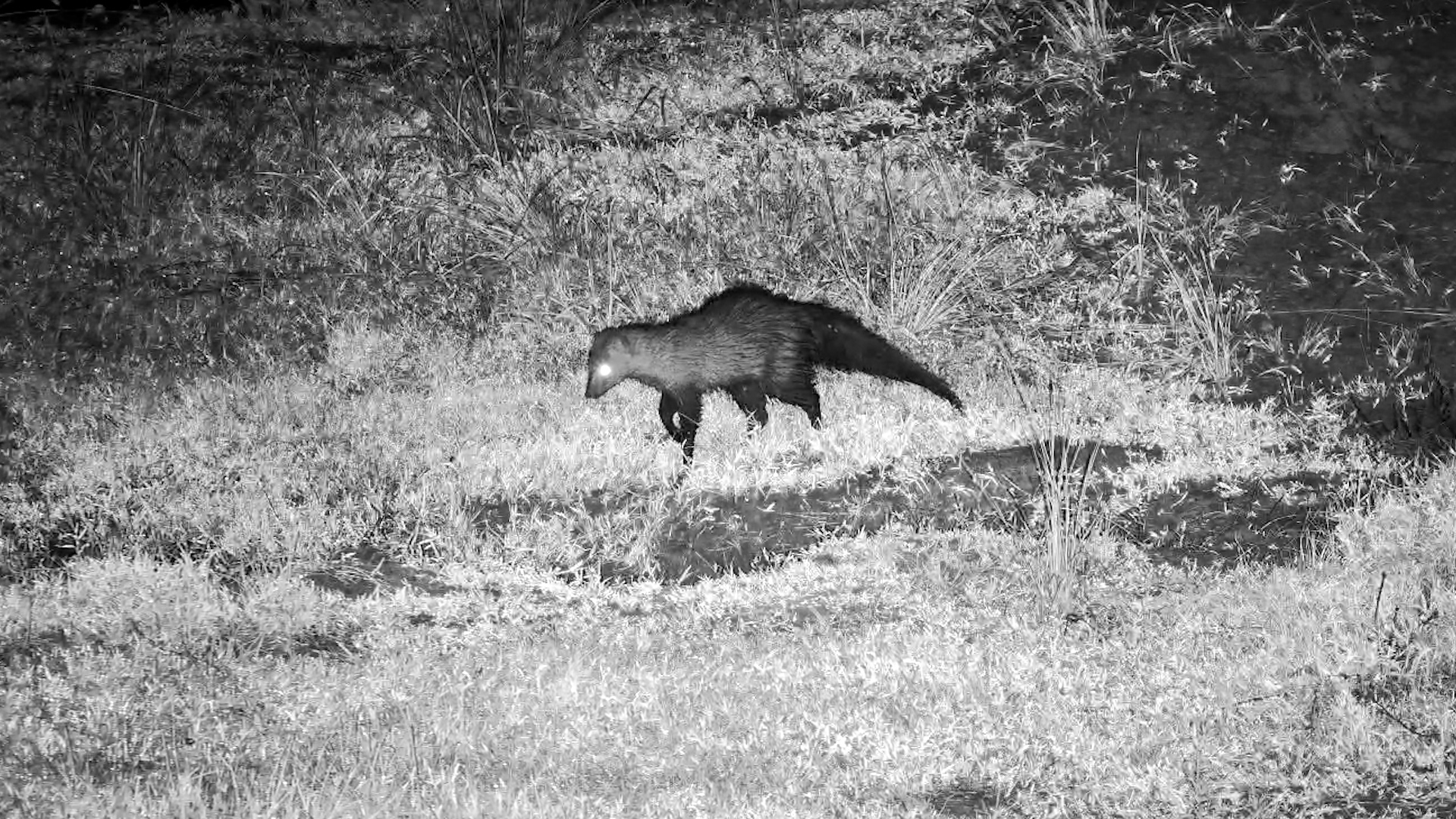 Shadow the Mongoose Owns the Night at Tembe