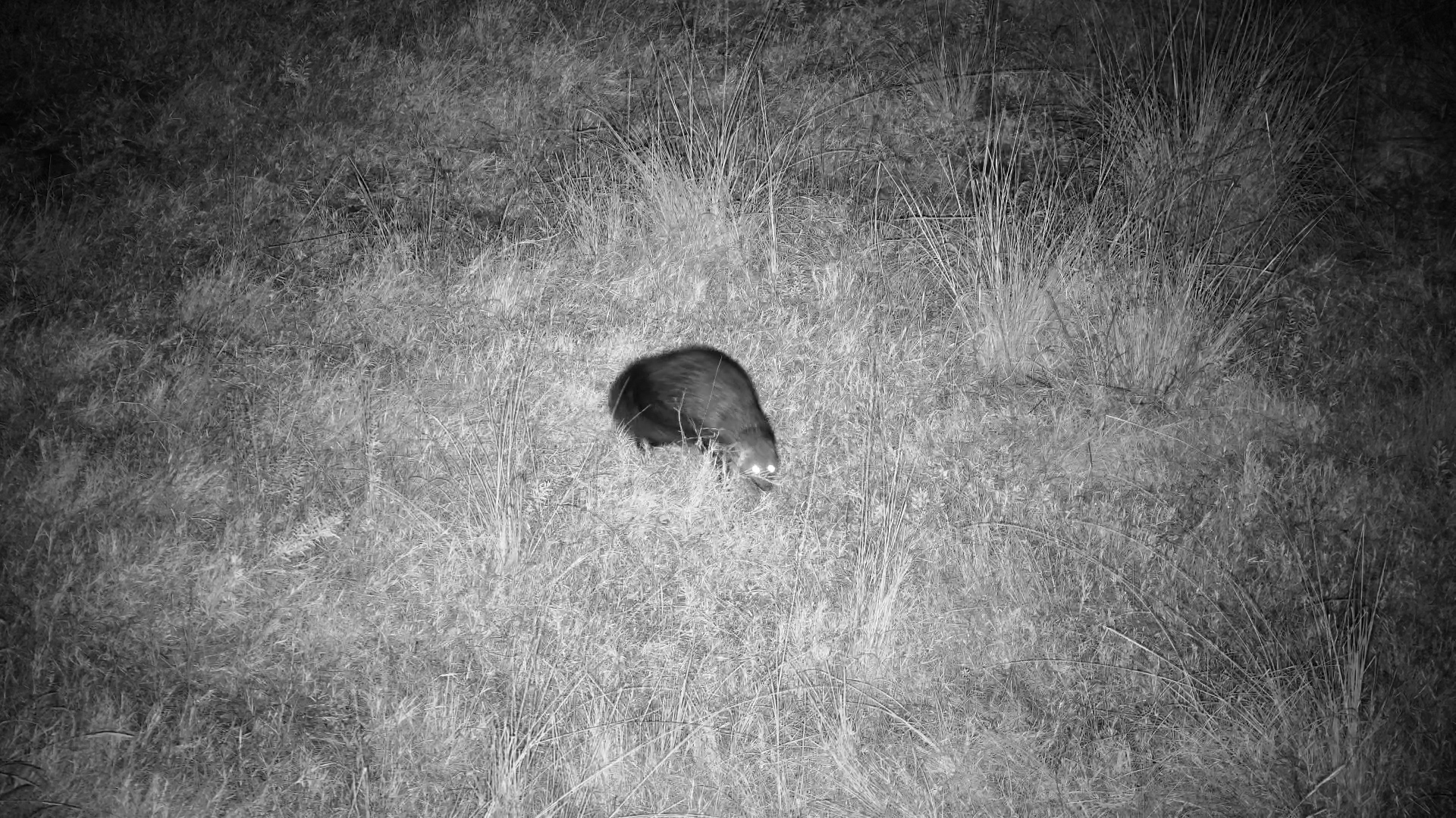 Shadow the Mongoose Bolts After Alarm Calls