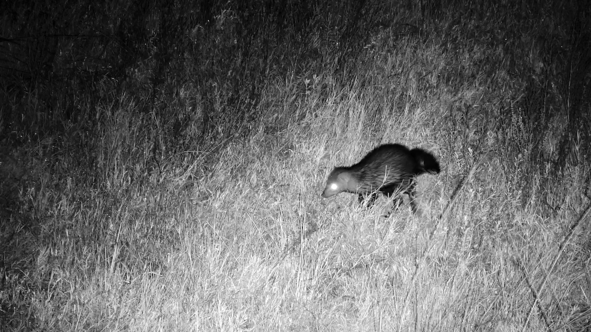 Shadow the Mongoose in Action