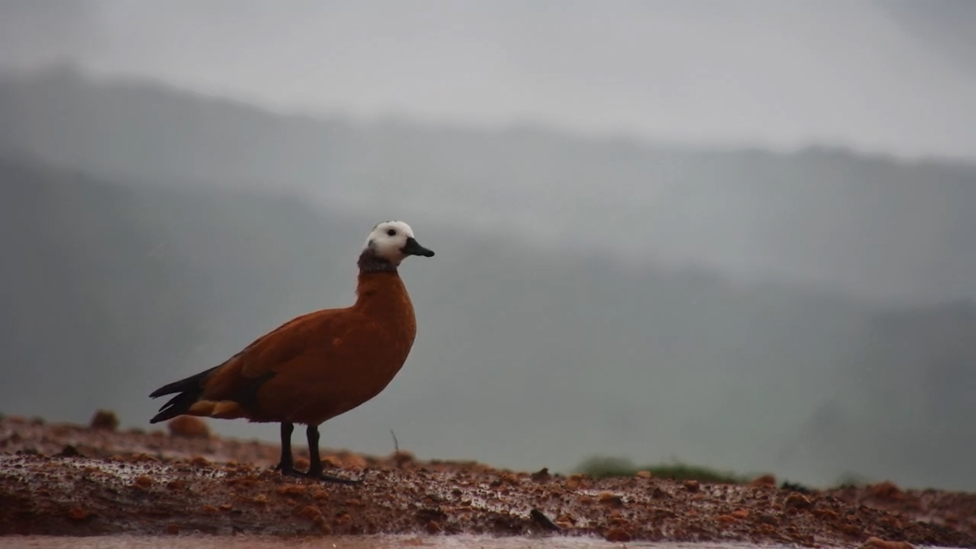 Shelduck Enjoying the Rain