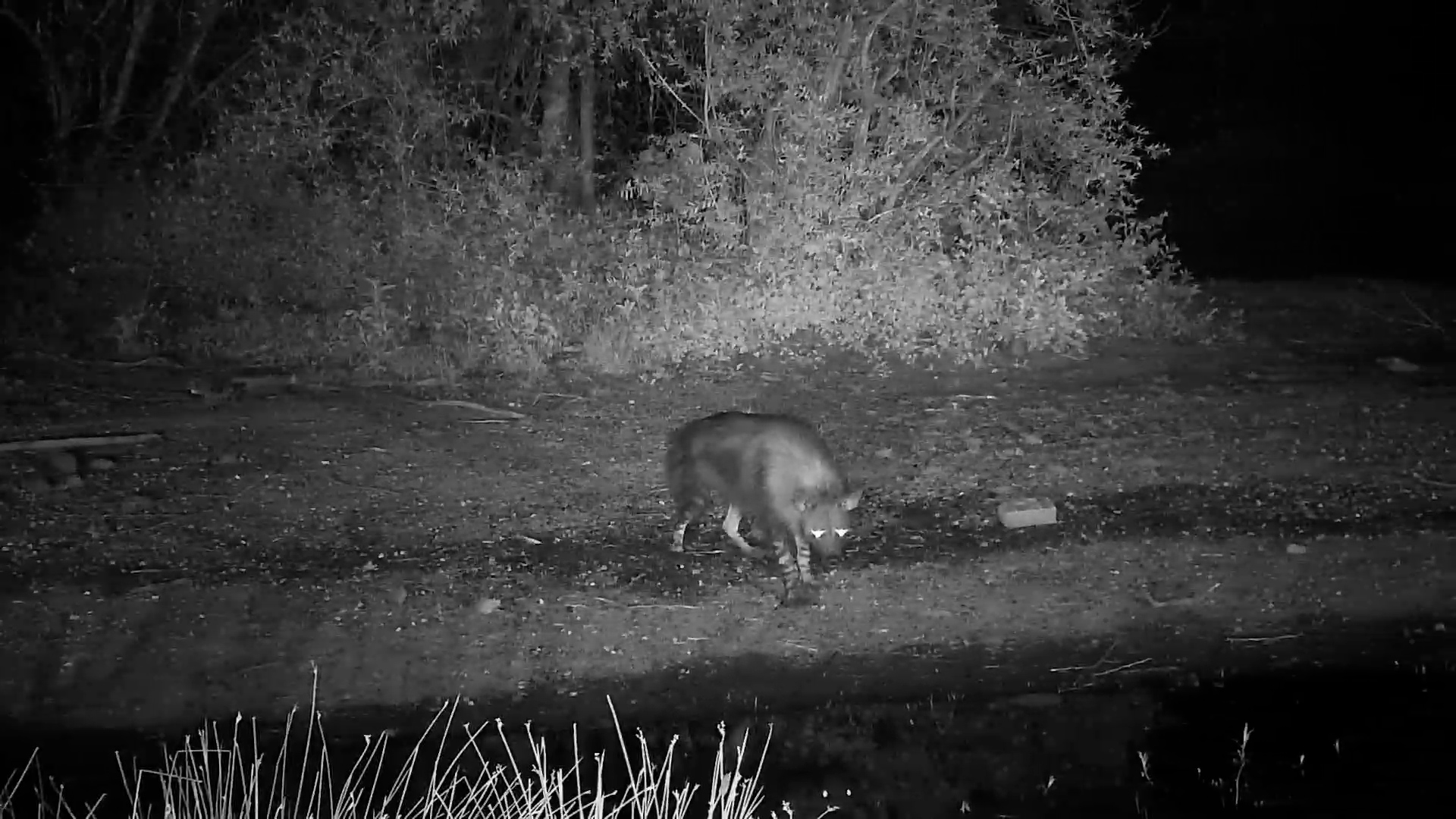 Elusive Brown Hyena Approaches Kwa Maritane Waterhole