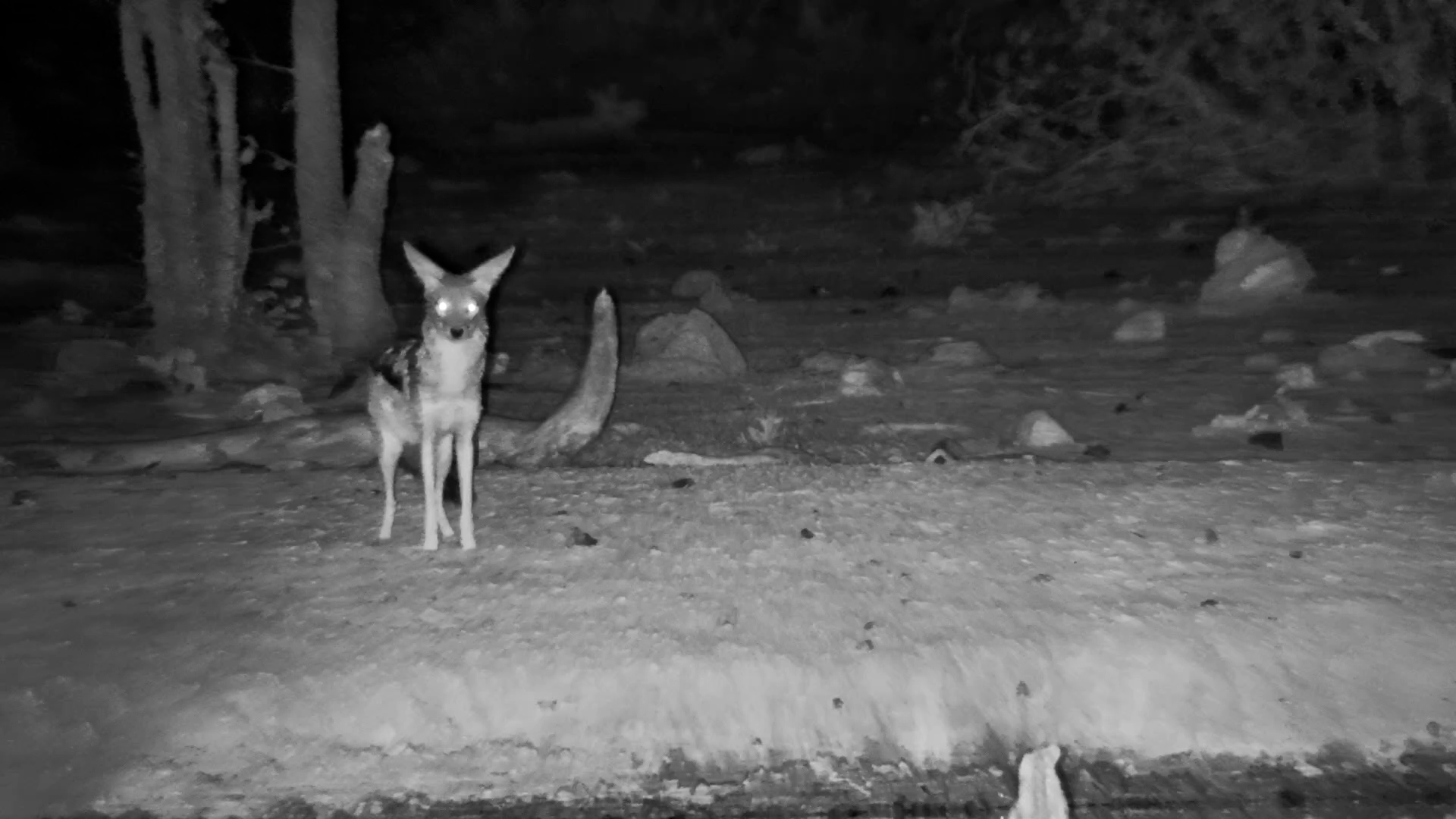 Jackal Hesitates to Drink