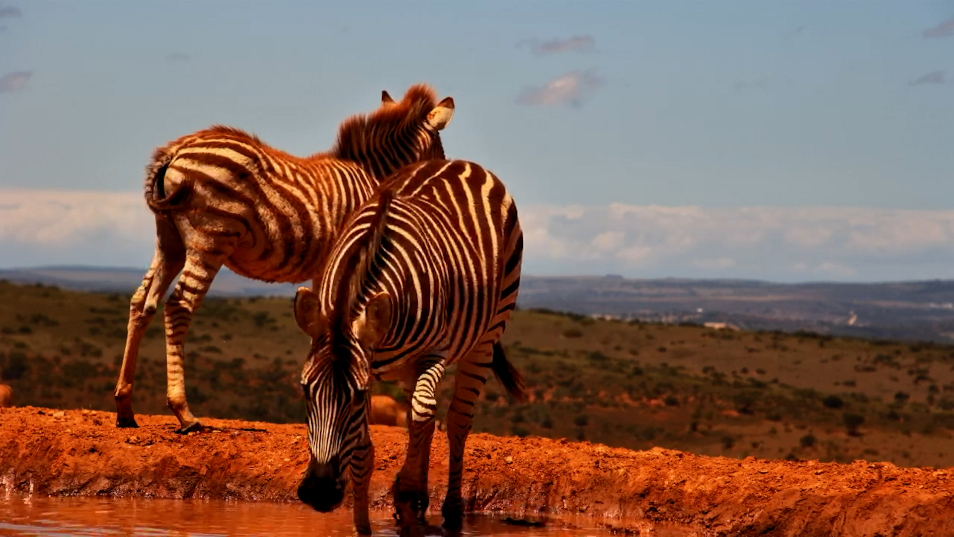 Zebra Foal Arrives at Founders with Its Herd
