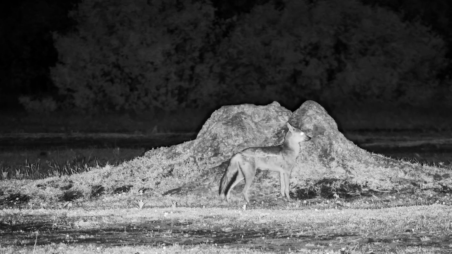 Side-Striped Jackals on a Night time Stroll