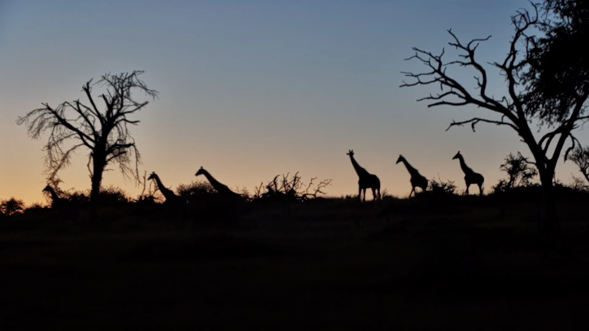 Silhouettes on the Hill