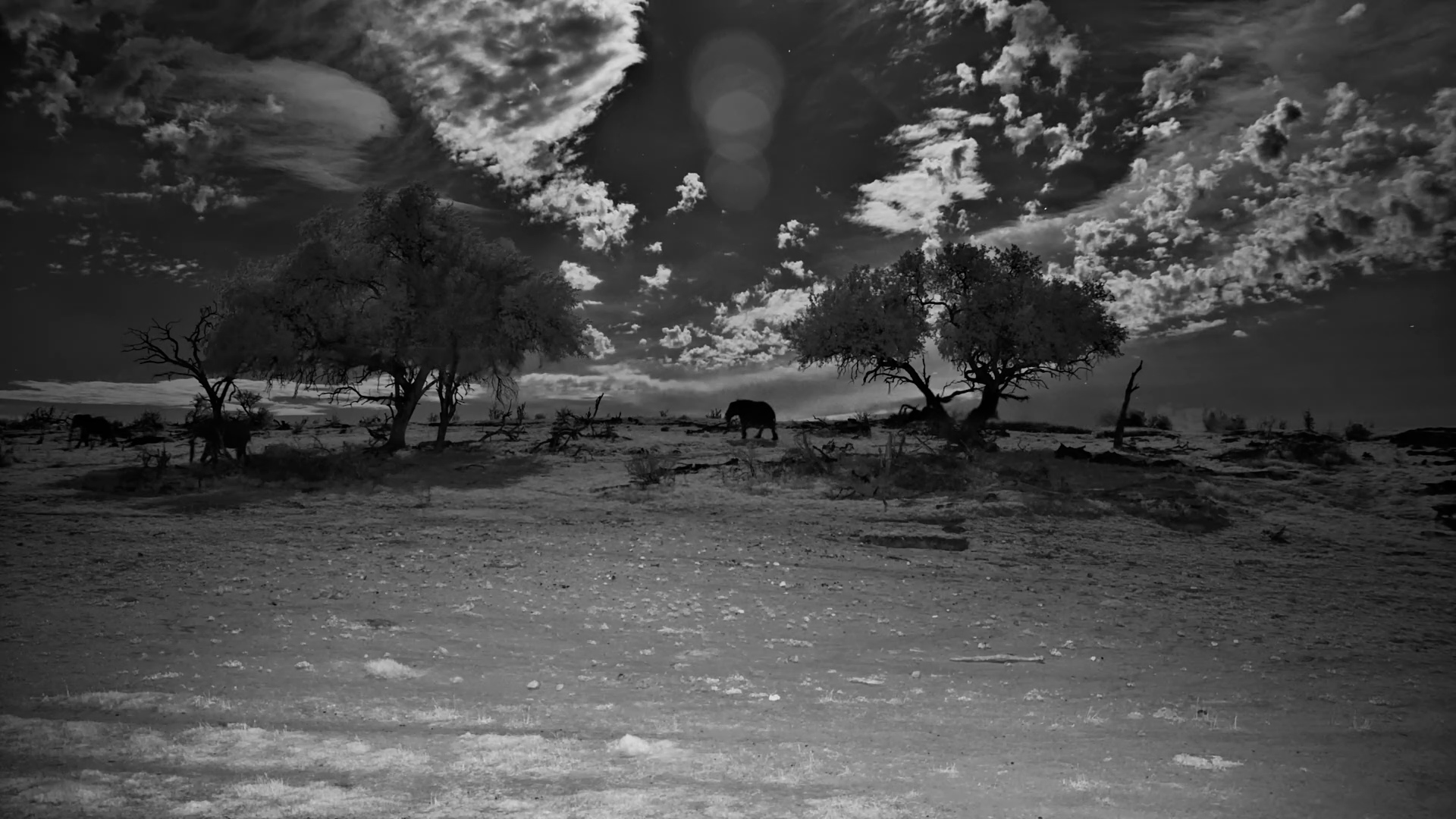 Elephants Silhouetted Under the Night Sky