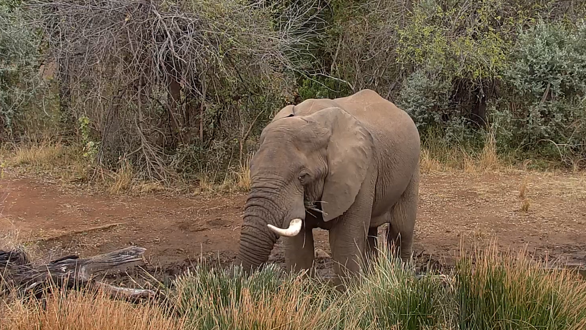Elephant Takes a Bathroom Break... Then Back to Lunch