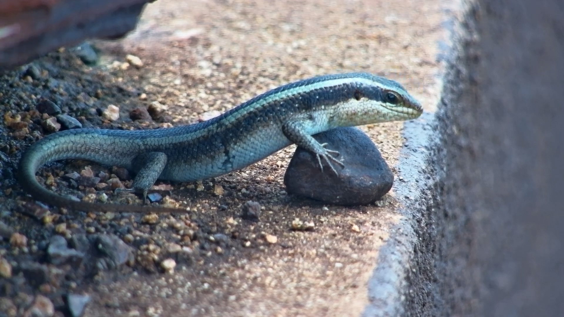 Skink Shows Off Its “Pet Rock”