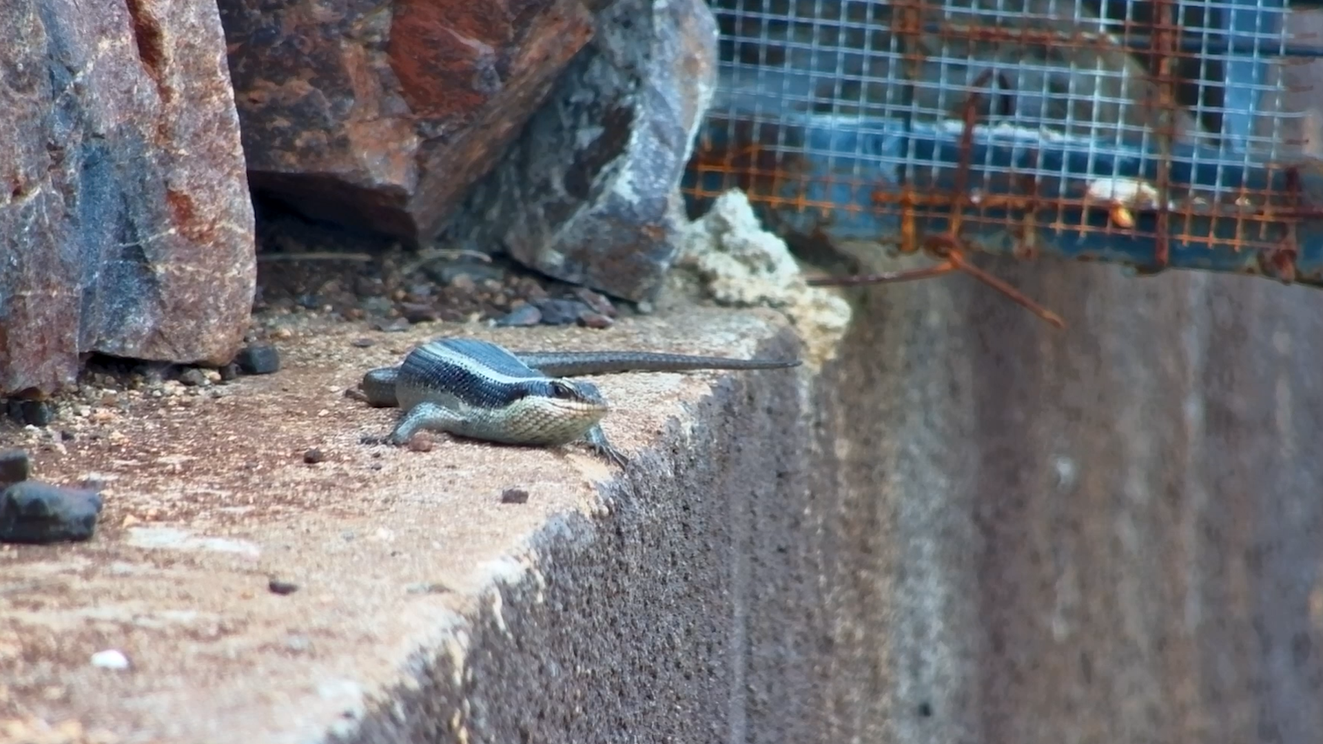 A Skink Catches a Bug and Looks SO Proud