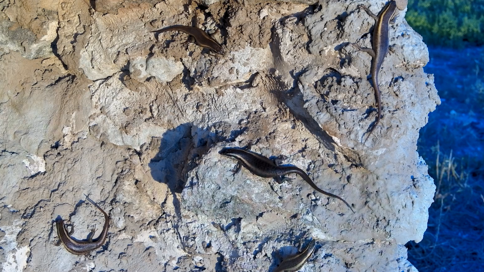 A Skink Sunbathing Squad