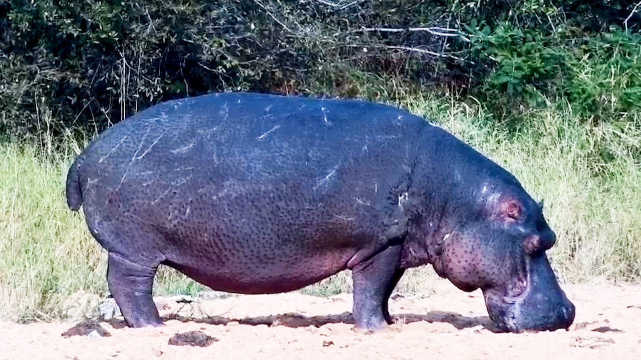 Meet Sleepy: The Hippo Who Sleeps Standing Up