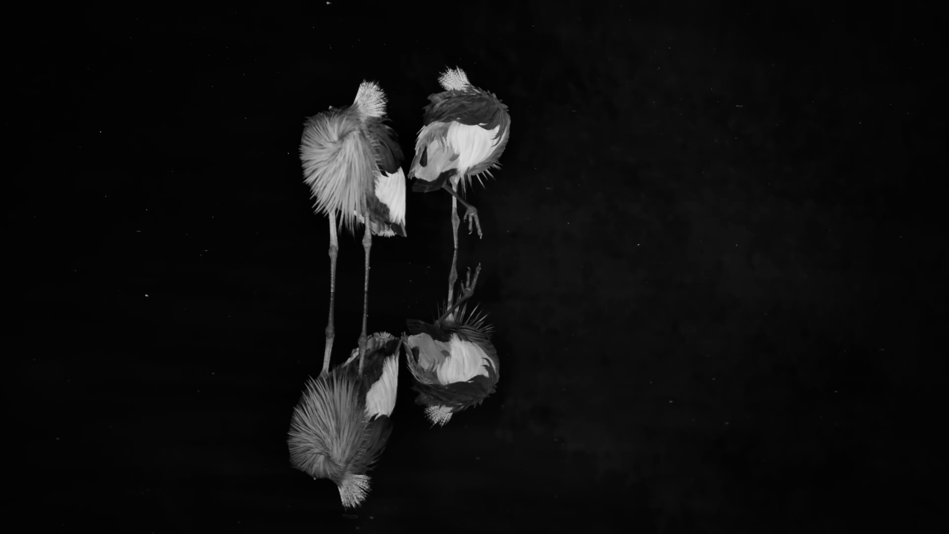 Cranes Sleeping with Perfect Reflections