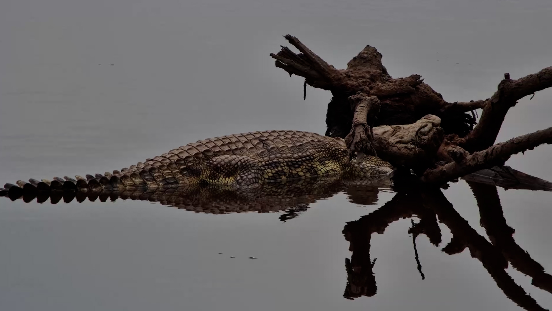 Lazy Croc Catches Some Z’s