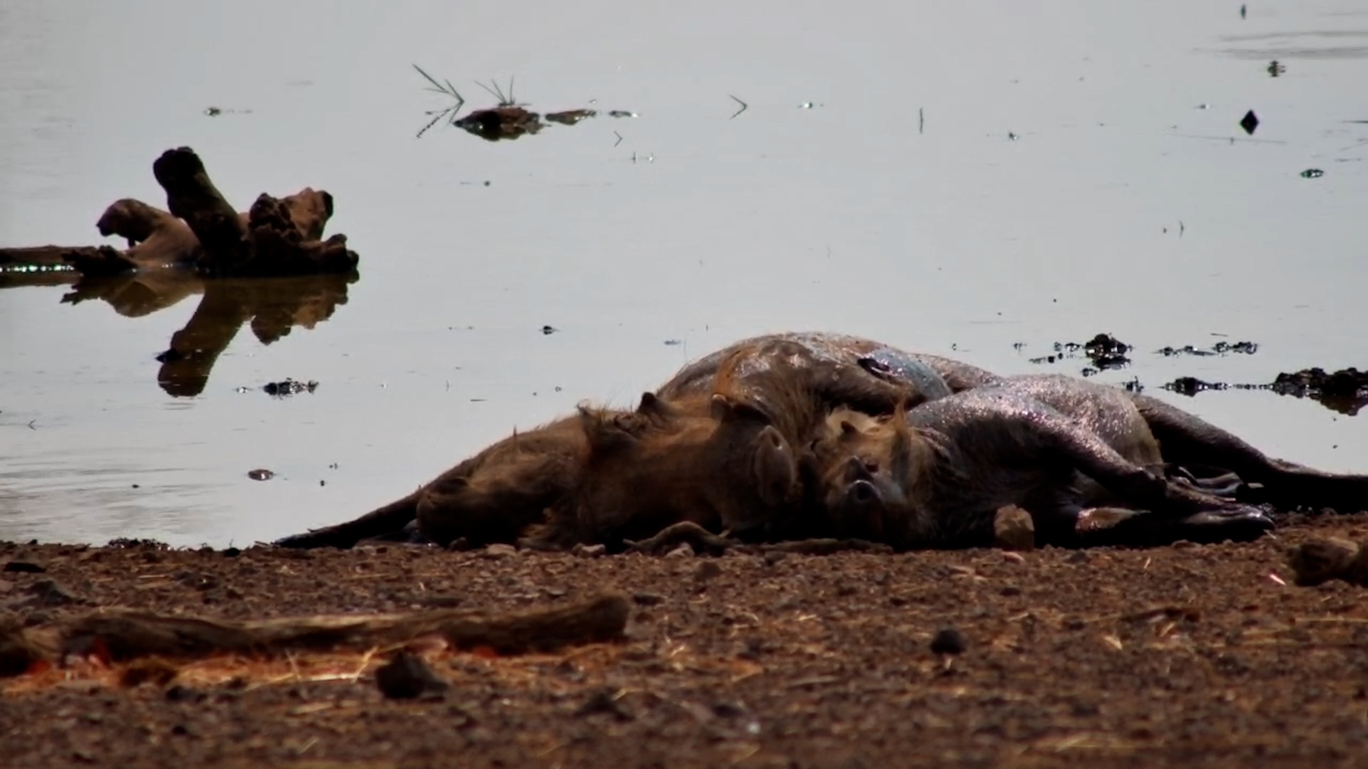 Warthog Nap Time - Sweet Cuddles by the Water