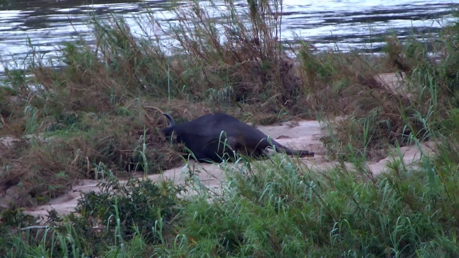 Nap Time by the River