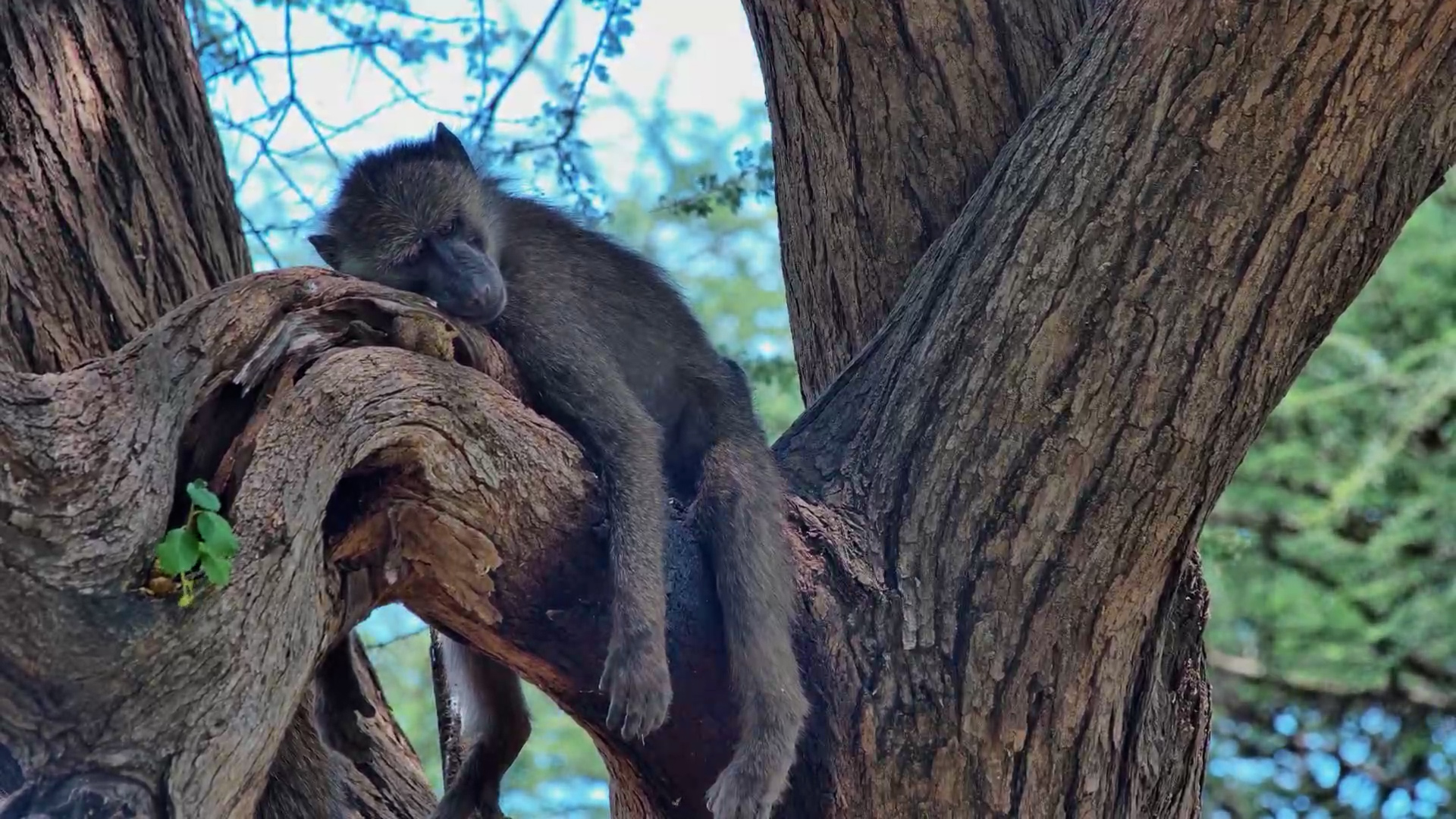 The Original Timeout Kid