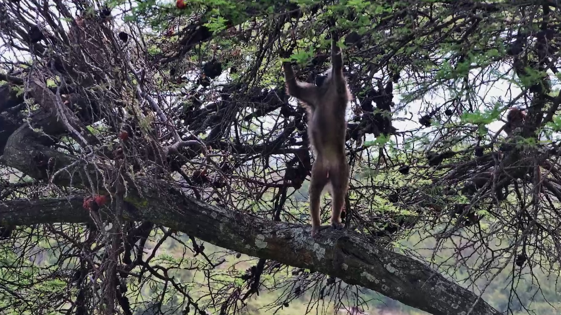This Olive Baboon Has Life Figured Out
