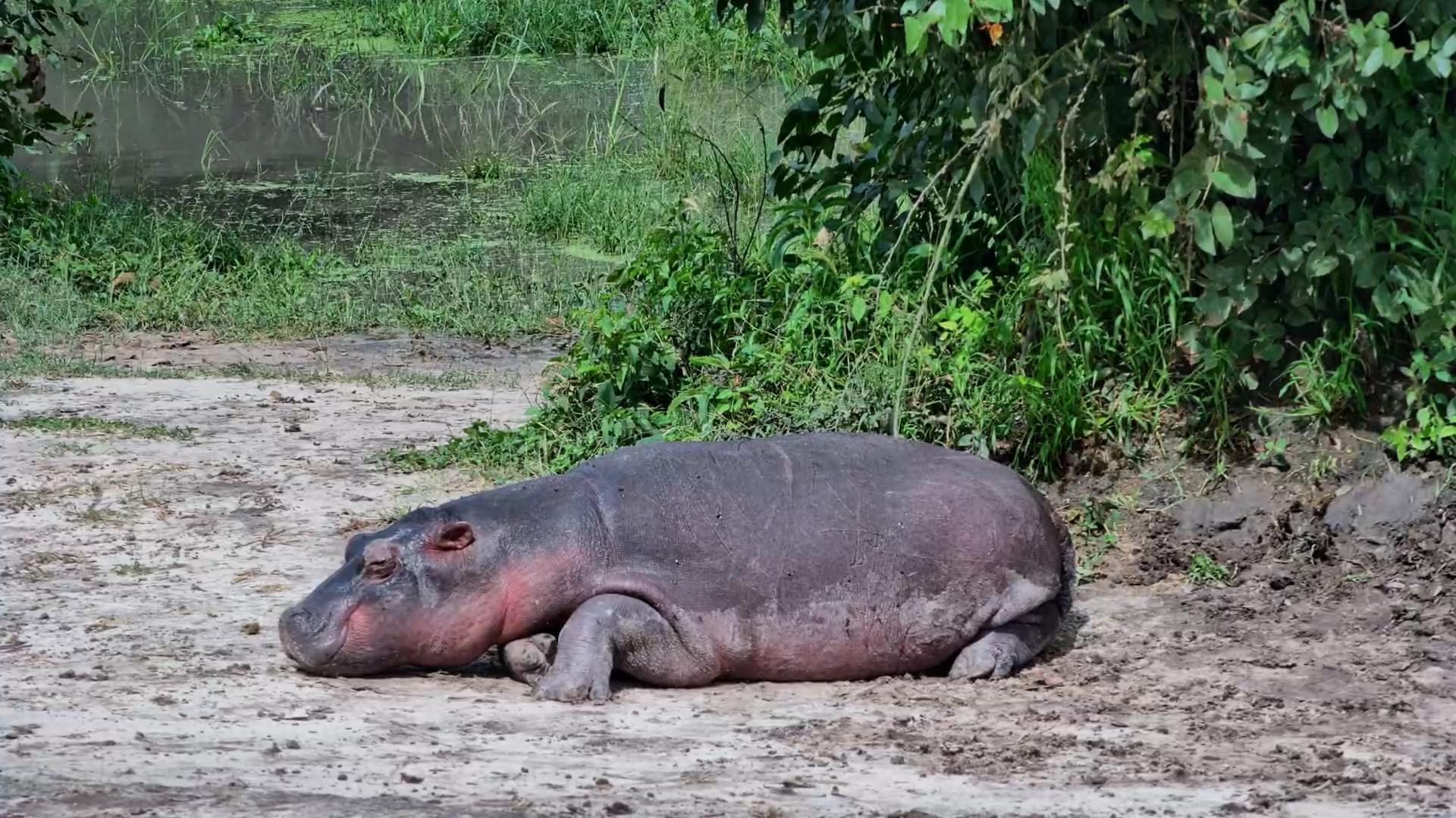 One Very Sleepy Hippo at the Waterhole